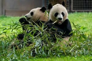 Xi announces new pandas coming to Atlanta in coming days
