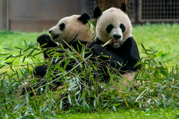 Xi announces new pandas coming to Atlanta in coming days