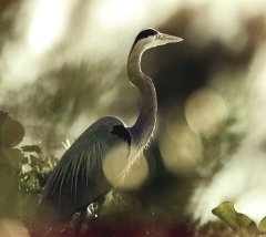 New York City Audubon changes name over namesake’s slave-owning history