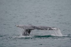 New Jersey wind project sued for posing harm to endangered whale species