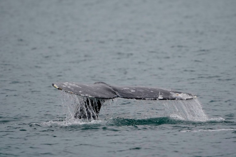 New Jersey wind project sued for posing harm to endangered whale species