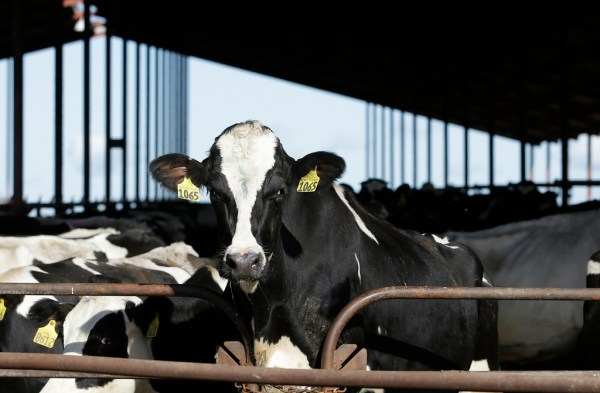 Biden-Harris diet panel to elevate plant proteins over meat in snub to farm voters
