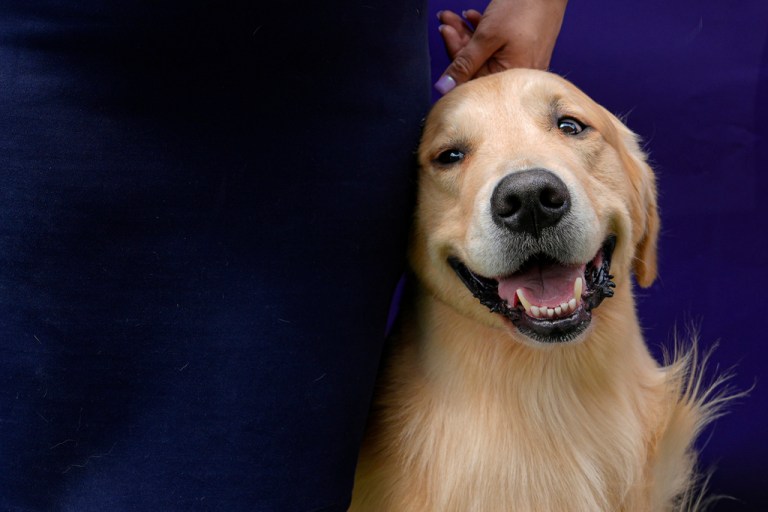 Nationwide cancels 100,000 pet insurance policies due to rising costs