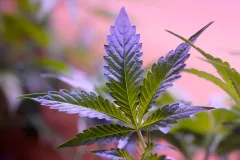 California officials haven’t warned public about deadly marijuana contaminants: Report