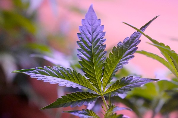 Politicians benefit from ‘weed washing’ donations