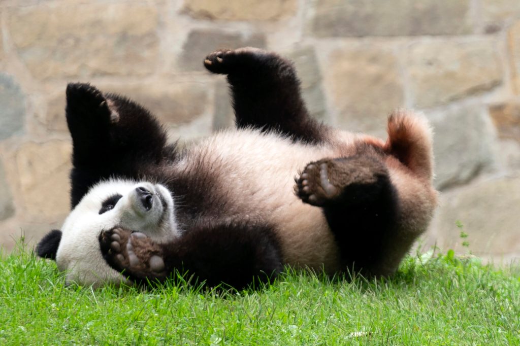 Two pandas on route to San Diego after farewell ceremony in China
