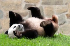 Two pandas on route to San Diego after farewell ceremony in China