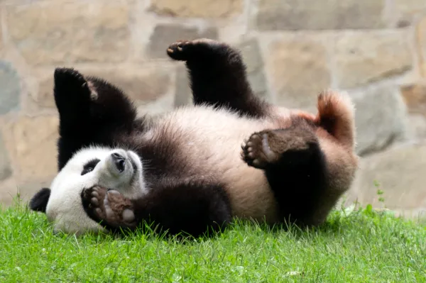 Two pandas on route to San Diego after farewell ceremony in China