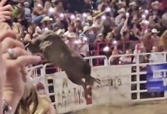 Bull jumps rodeo fence, injuring four onlookers