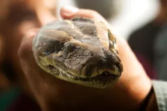 Indonesian woman found dead inside python