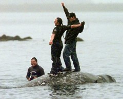 Whale hunting could expand in selected areas with Native American tribe’s latest victory