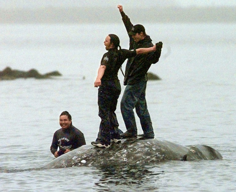 Whale hunting could expand in selected areas with Native American tribe’s latest victory