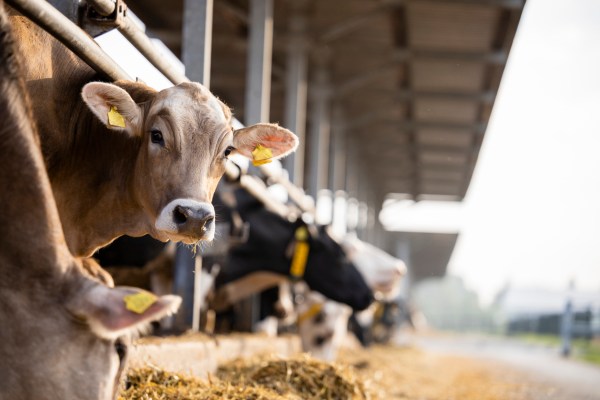 Naig asking USDA for more help after avian flu found in another dairy herd
