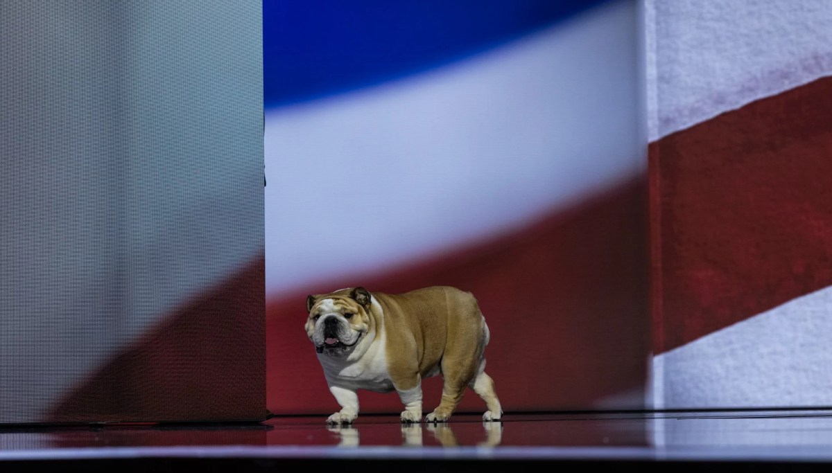 RNC buzz: Babydog and ear bandages bring comic relief to second day of ...