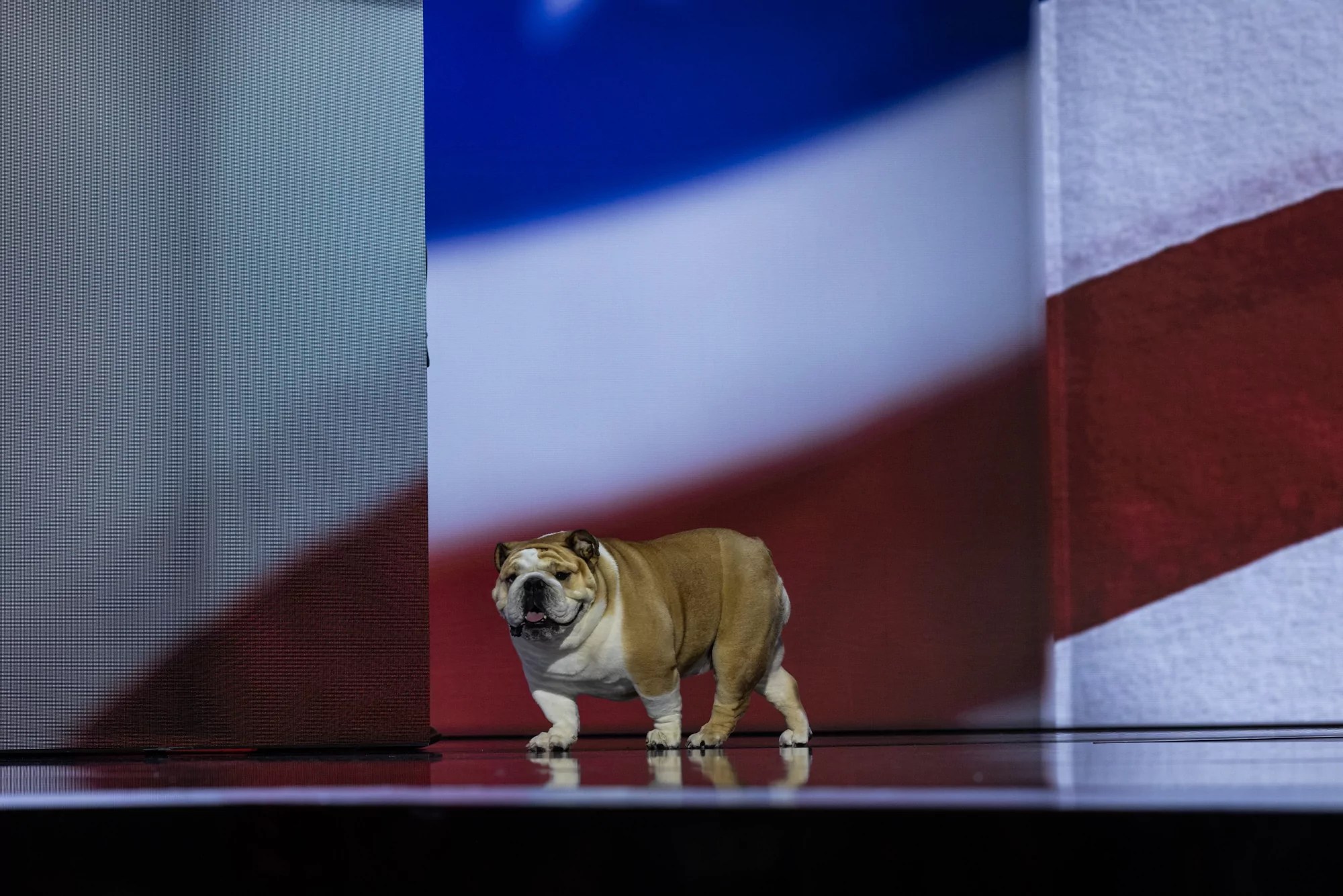 Jim Justice’s Babydog makes GOP convention appearance