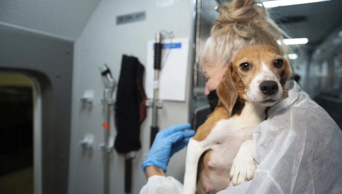 “Why Is the Government Ignoring Public Support for Animal Testing?”
