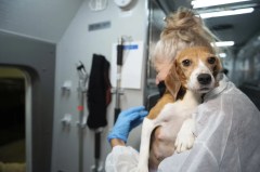 For the FDA, non-animal testing methods are the path forward