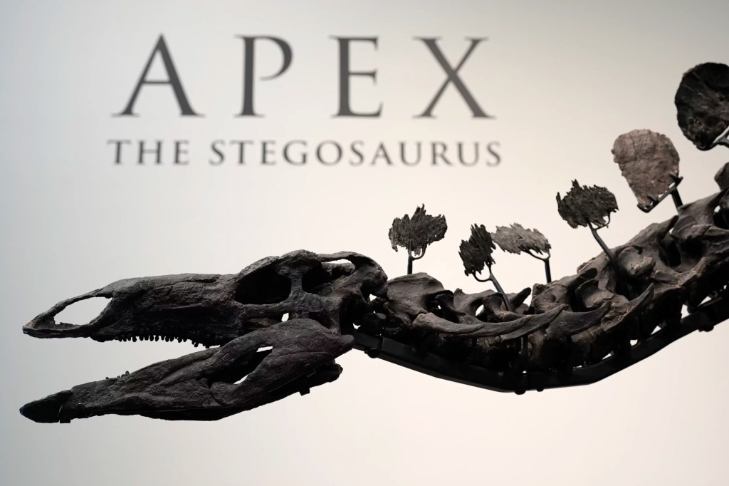 Stegosaurus fossil with signs of arthritis to be auctioned for millions in New York