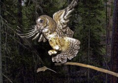US officials plan to kill nearly half a million barred owls to save spotted owls