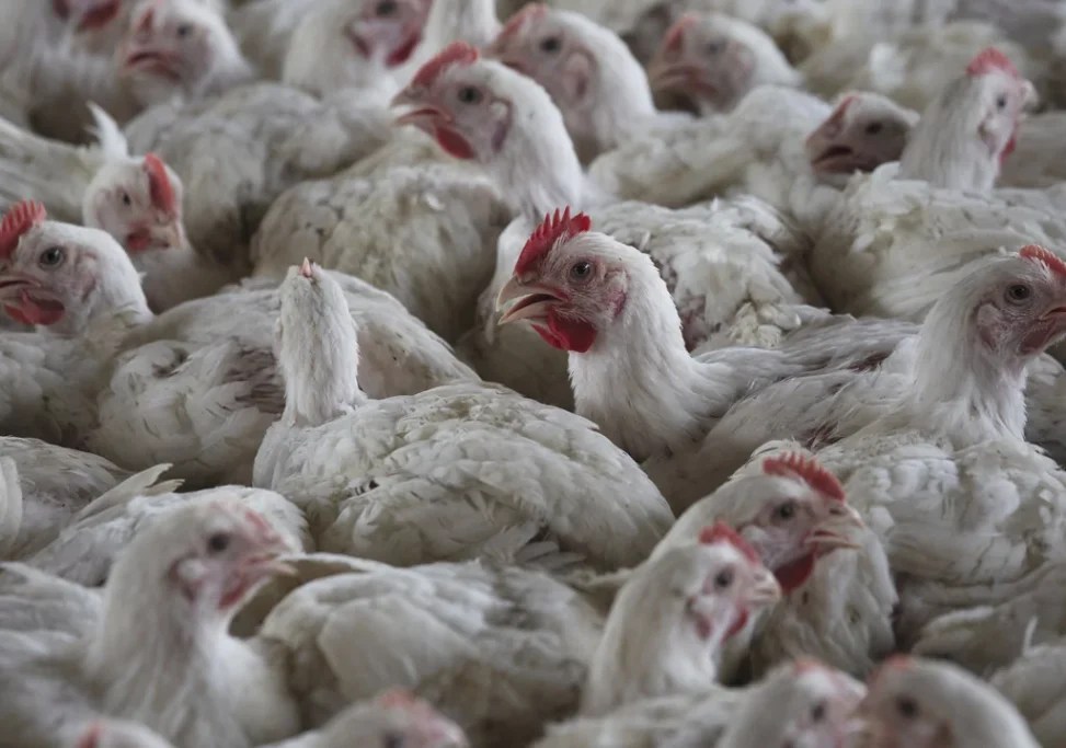 Three bird flu outbreaks detected at DC-area poultry factories, putting region on alert