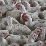 Drug-resistant salmonella linked to backyard poultry, CDC warns