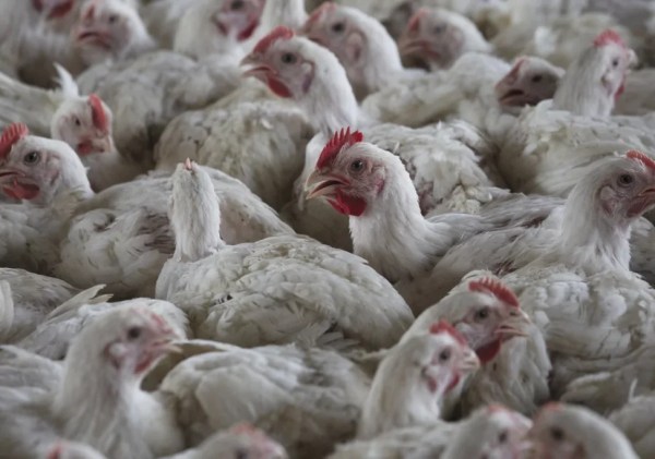Extreme temperatures make fighting bird flu harder, officials say