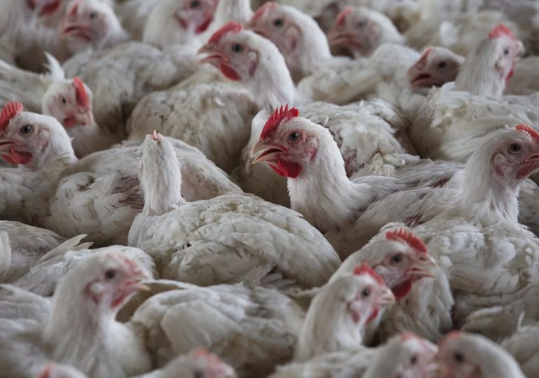 USDA to rehire recently fired staff working on bird flu outbreak