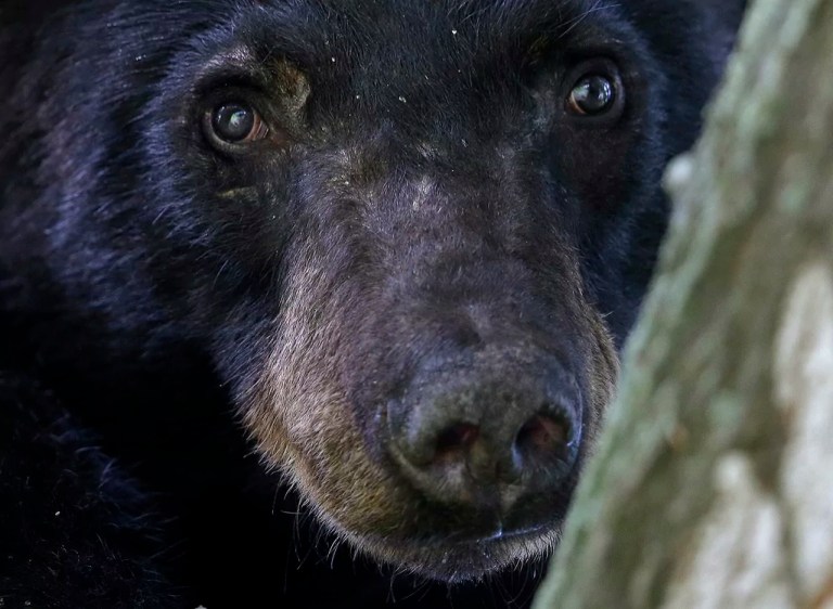 Maryland opens 2024 black bear hunt lottery