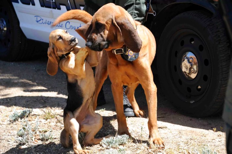 Maryland police officer facing animal cruelty charges for allegedly mistreating his K-9 companion