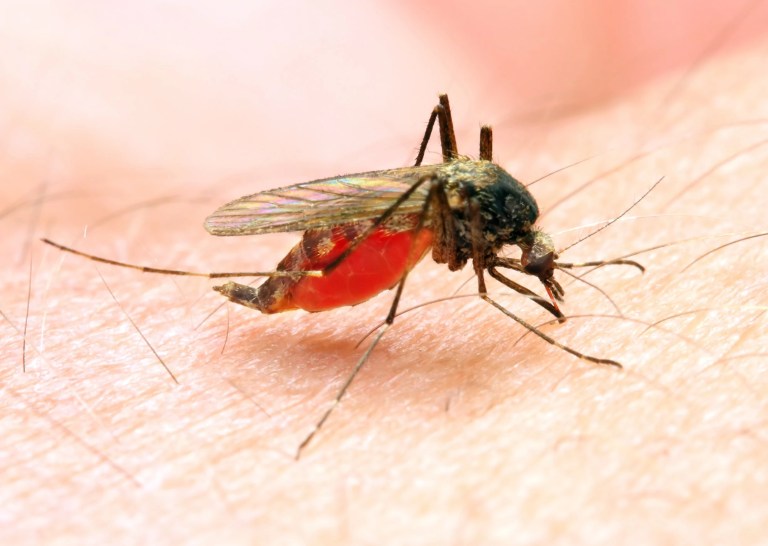 Mosquito illness in Massachusetts: What to know