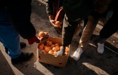 Report says Florida’s citrus industry crop is down 90% from two decades before