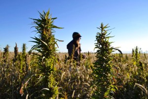 Barr and Craig team up to bring hemp regulation bill to table with 100 days left until ban takes effect