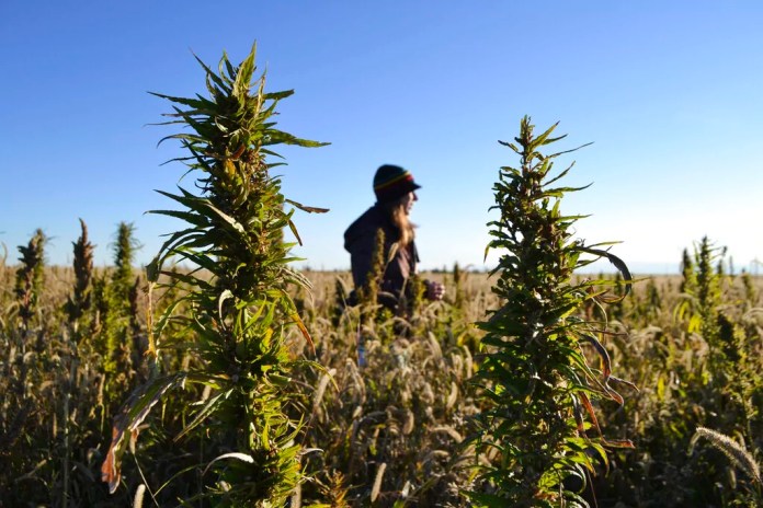 washingtonexaminer.com - Molly Parks - Hemp industry braces for upheaval thanks to little-noticed budget provision