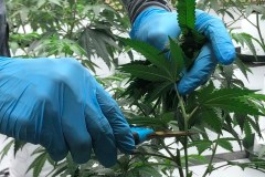 2024 drug policy ballot measures: What to know