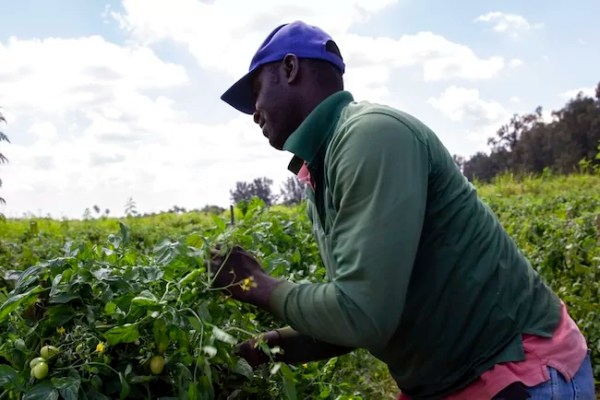 Florida crackdown on illegal immigrant farm workers hurting agriculture industry: Report