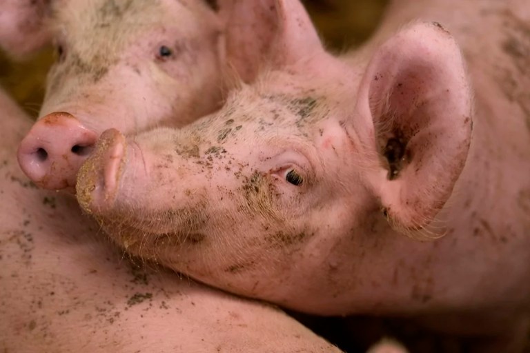 First pig infected with bird flu in Oregon: What to know