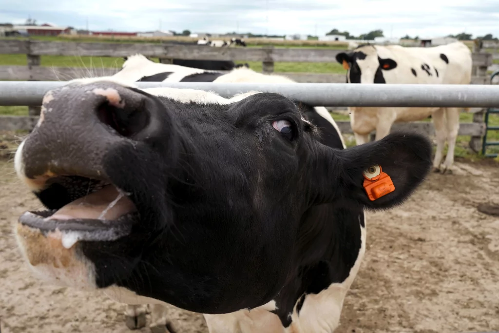 Illinois beef producers say Trump’s Argentina beef plan hurts farmers