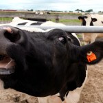 Where’s the beef? Republicans better bring down costs before July 4