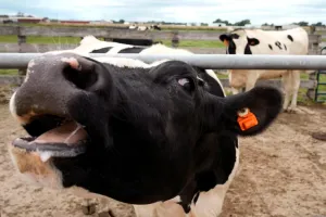 Where’s the beef? Republicans better bring down costs before July 4