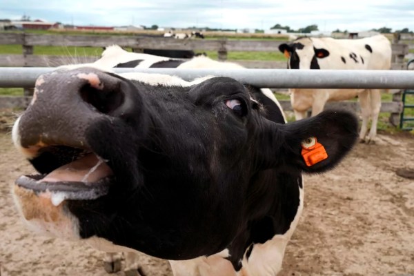 Where’s the beef? Republicans better bring down costs before July 4