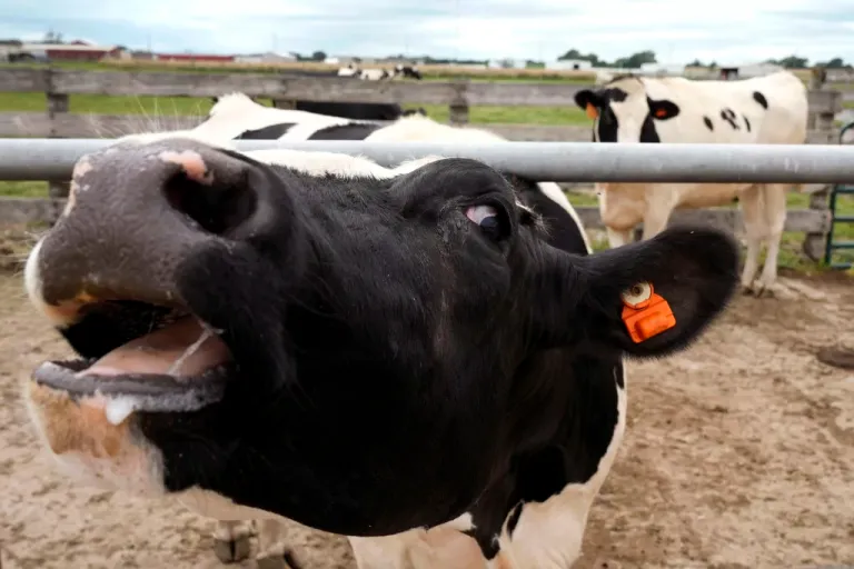 A dairy cow stands in a pen at the U.S. Department of Agriculture's National Animal Disease Center research facility in Ames, Iowa, on Tuesday, Aug. 6, 2024. (AP Photo/Charlie Neibergall)