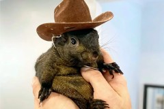 Trump statement on Peanut the squirrel confirmed fake as it swirls online
