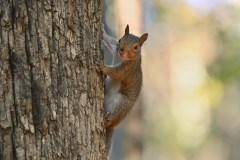 P’Nut the Squirrel’s owners to sue New York for killing beloved pets