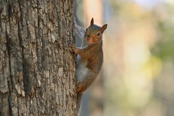 P’Nut the Squirrel’s owners to sue New York for killing beloved pets