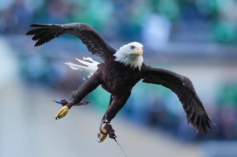A bald eagle flies ahead of an NFL football game between the Jacksonville Jaguars and the Philadelphia Eagles, Sunday, Nov. 3, 2024, in Philadelphia.