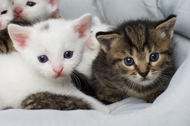 Rand Paul uncovers $15 million taxpayer-funded cat experiments
