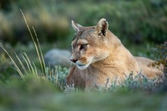 Wildlife sanctuary in quarantine after bird flu kills 20 big cats