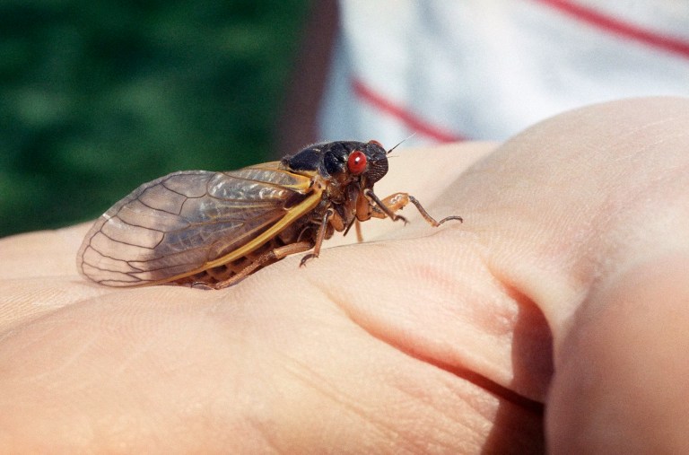 Why is the government pushing bugs onto our plates? 
