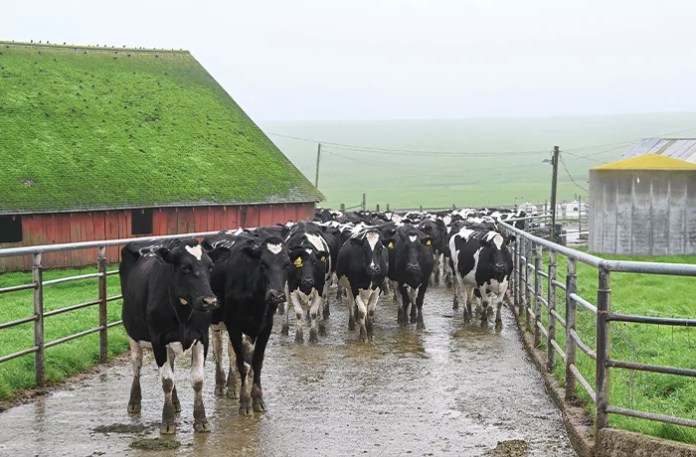 Ranchers decry beef imports from Argentina, expert says good start