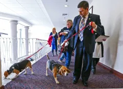 Animal rights advocates turn to DOGE to end deadly experimentation